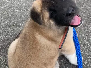 American Akita 
