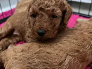 Skønne Puddel hvalpe