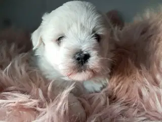 Coton / Malteser hvalpe