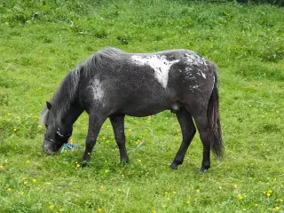 Shetlænder knabstrupper hingst