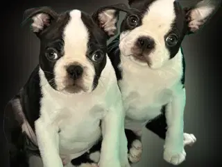 🌟 Boston Terrier hvalpe – DKK – Rejseklare