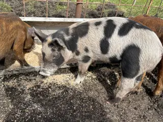 Duroc/Gl. Dansk landrace Orne