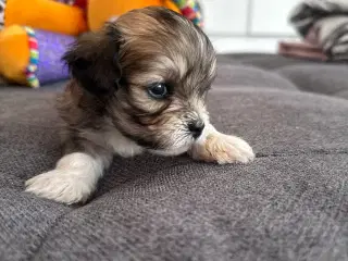 Lhasa apso - Cato