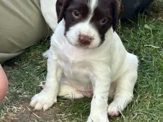 Ft springer spaniel  