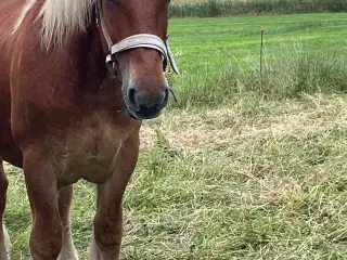 Jyde hingst plag 