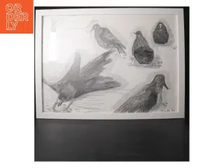 Indrammet tegning af fugle fra IKEA (str. 43x33,5 cm)