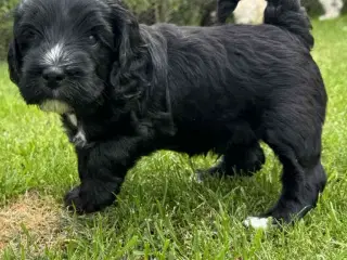 Cockapoo 