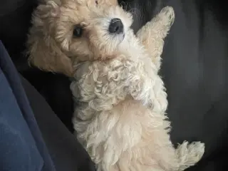 Maltipoo F1 hvalpe