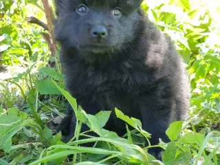 Svensk lapphund 