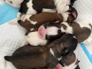 Shih Tzu blanding