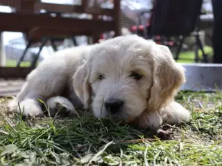 Goldendoodle F1