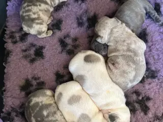 Fransk Bulldog 