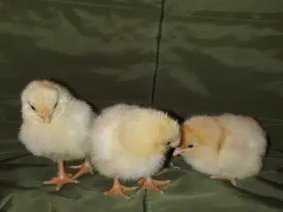 Grønlæggere kyllinger 
