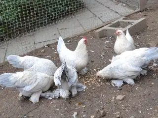 havehøns