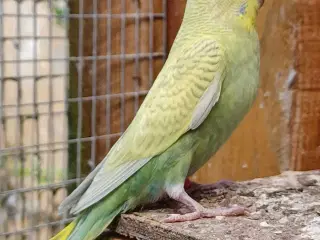 Undulatunger 