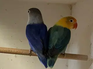 Rødhovedet Dværgpapegøje