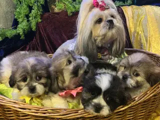 Shih Tzu blandet race