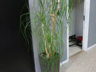 Plante i vase