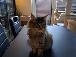 Maincoon killing