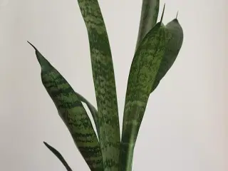 Svigermors skarpe tunge - Sansevieria