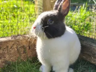 Find Din Perfekte Kanin Her 🐰