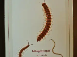 mångfotingar - myriapoda - samtliga nordiska arter