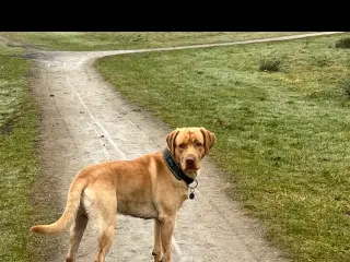 Rød/gul labrador tilbydes til parring