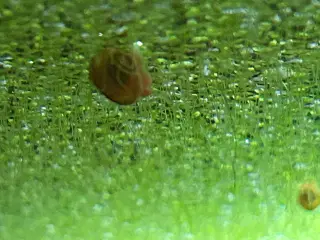 🐌 Orange Posthornsnegle – Unge voksne 