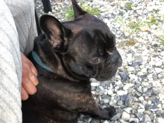 Fransk bulldog parring