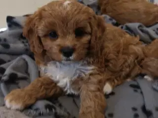 Cavapoo hvalpe