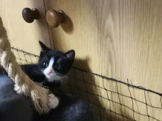 Kærlige kattekillinger søger efter en ny hjem 