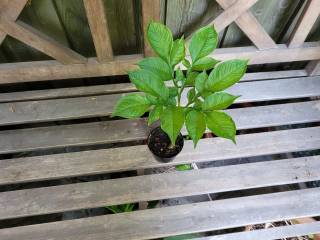 Leopard stilk potteplante