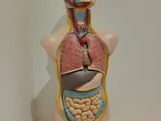 Stor anatomimodel af menneske