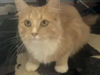 Maine Coon hun