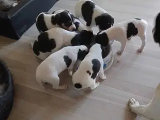 Hvalpe, Dansk Svensk gårhund 