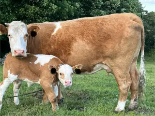 Simmentaler ko med tyrkalv