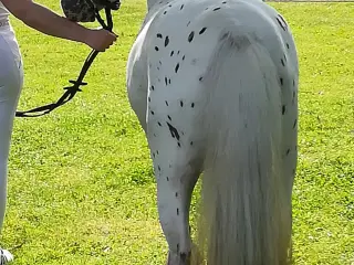 4 års Knabstrupper pony 