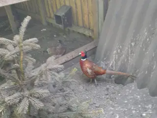 Rugeæg af jagtfasaner