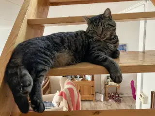 Katte søger nyt kærligt hjem