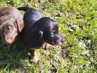 GRAVHUNDE HVALPE LANGHÅRET DVÆRG
