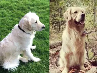 Golden retriever hvalpe