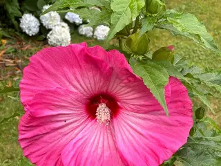Pink kæmpe hibiscus