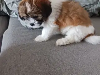 Lhasa apso/sitzu
