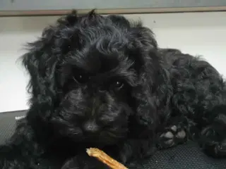 Super socialiserede goldendoodles 
