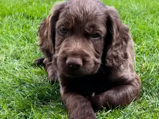 Cockerspaniel dreng