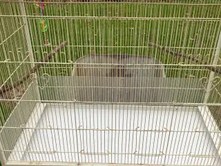 God stor bur til Parekitter 45-70-80