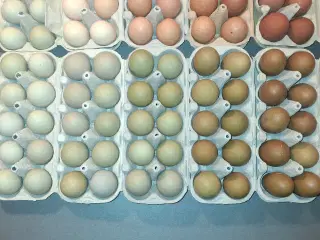 Rugeæg fra blandingshøns