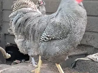 Tværstribet Plymouth Rock Kok/hane