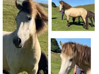 Islænder