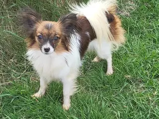 Papillon Tæve